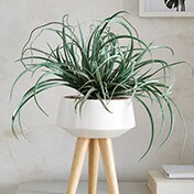 Artificial Plants